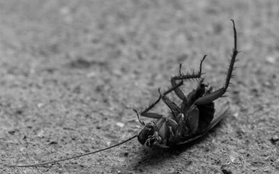 Γιατί έχετε κατσαρίδες στο σπίτι και τι μπορείτε να κάνετε για να τις εξολοθρεύσετε